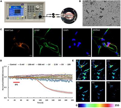 The interplay of intracellular calcium and zinc ions in response to electric field stimulation in primary rat cortical neurons in vitro